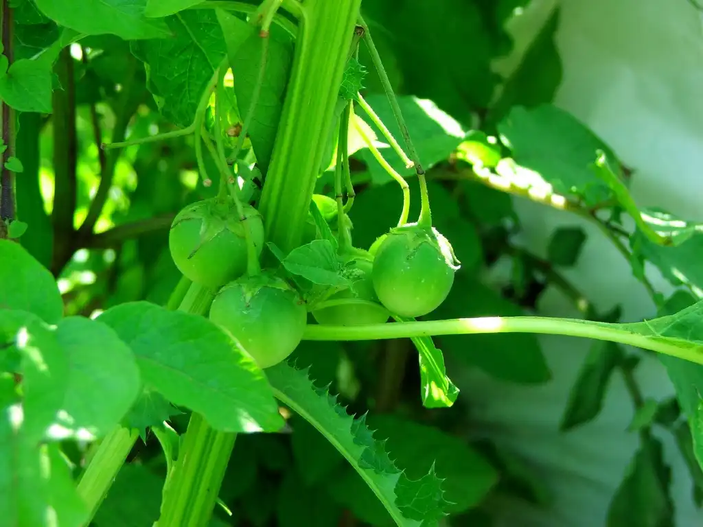 Foto de Solanum tuberosum - Potato fruit:Steph L