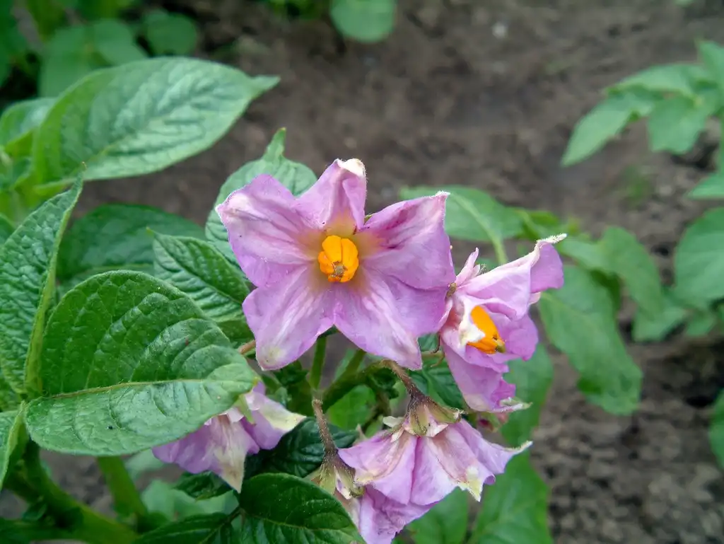 Foto de Solanum tuberosum - Flowers:Eamonn Sullivan