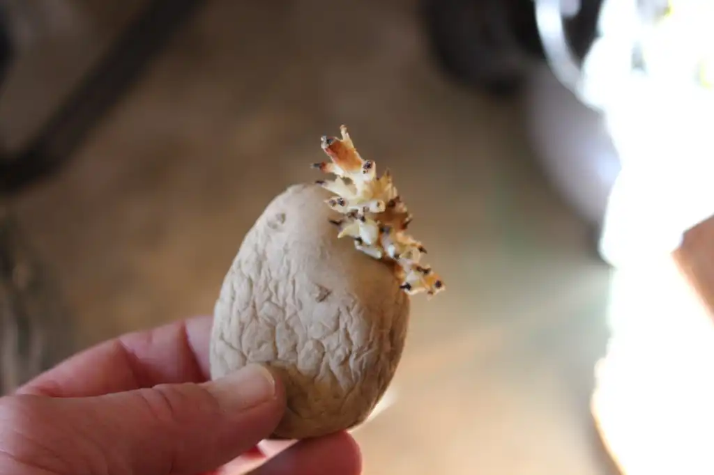 Foto de Solanum tuberosum - Seed potato beginning to sprout:Greg Traver