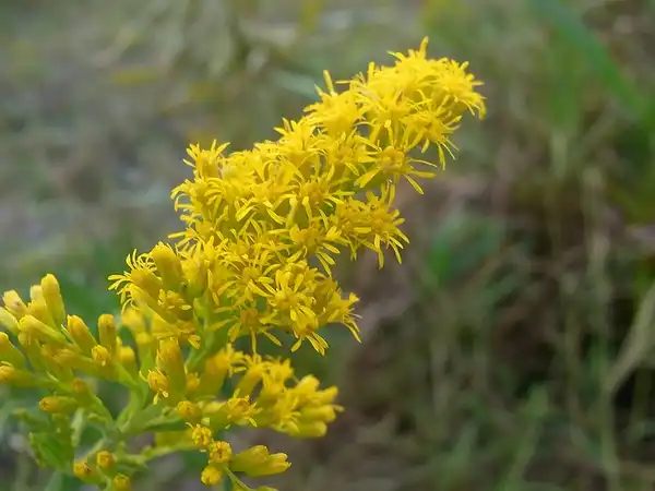 Foto de Solidago altissima (Solidago altissimas)
