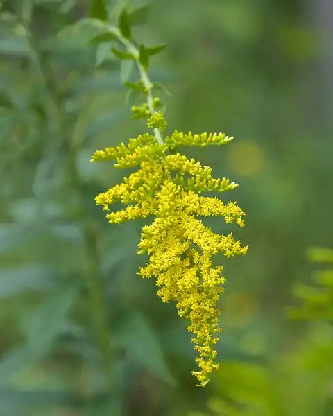 Foto de Solidago altissima (Solidago altissimas)