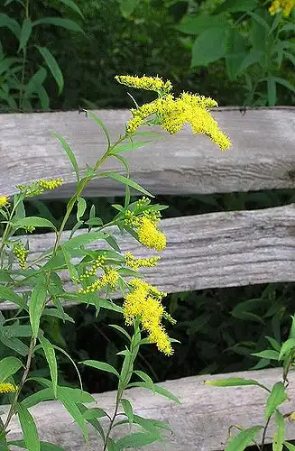 Foto de Solidago altissima - :Lindley Ashline