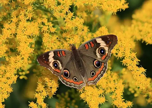 Foto de Solidago altissima - :Ken Slade