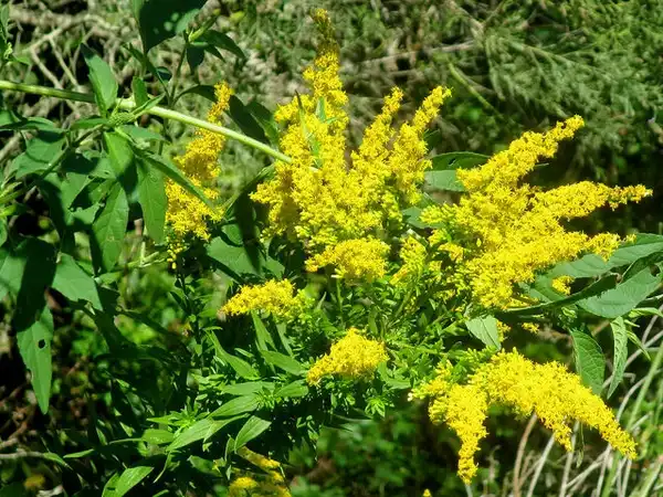 Foto de Solidago altissima - :Paul Cooper