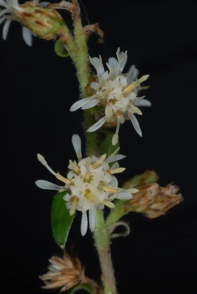 Photo of Solidago bicolor (Solidago bicolors)