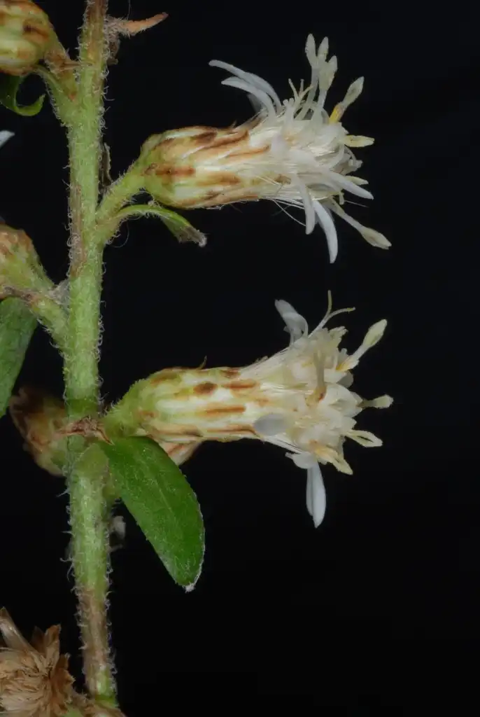 Photo of Solidago bicolor (Solidago bicolors)
