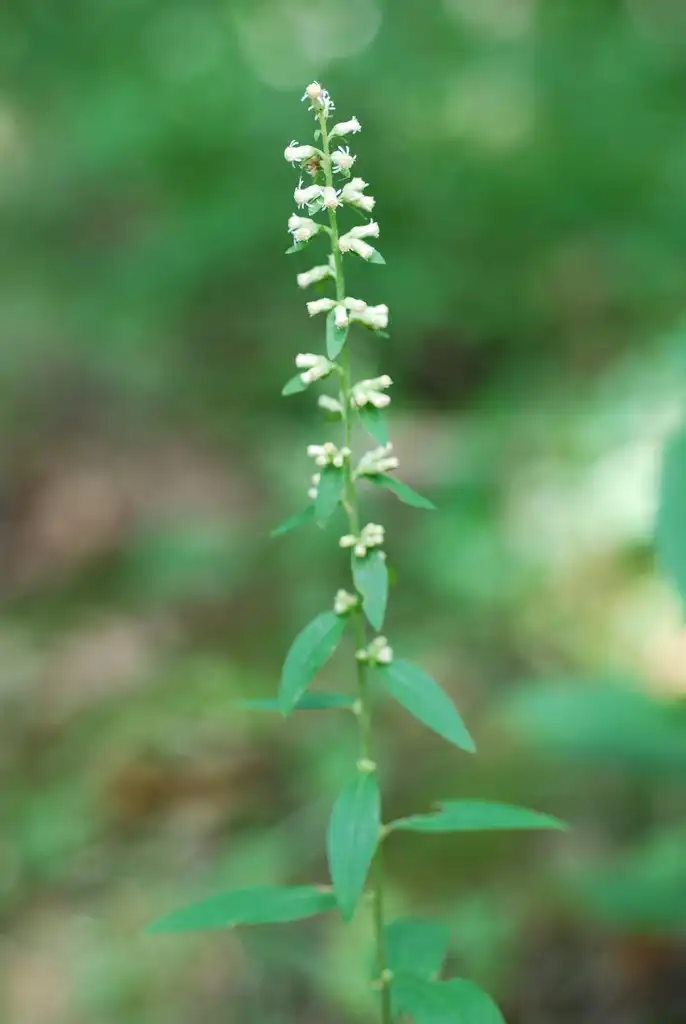 Photo of Solidago bicolor - (Niagara-on-the-Lake, ON)-Early Fall:Douglas Goldman, USDA