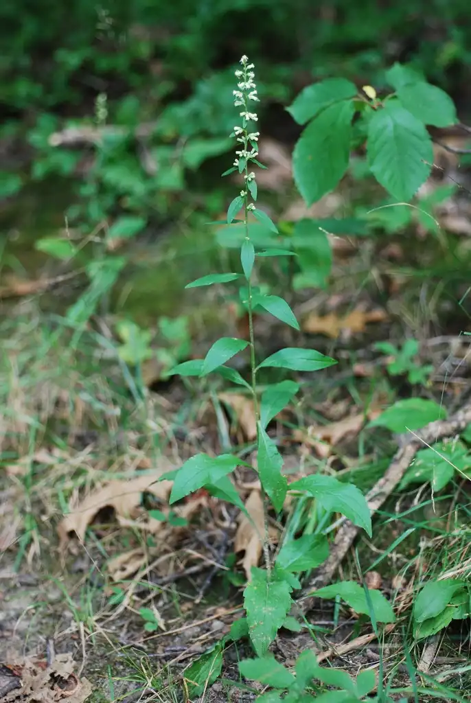 Photo of Solidago bicolor - (Niagara-on-the-Lake, ON)-Early Fall:Douglas Goldman, USDA