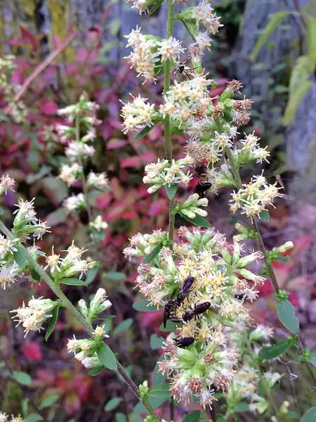 Photo of Solidago bicolor - Solidago bicolor:Fritz Flohr Reynolds