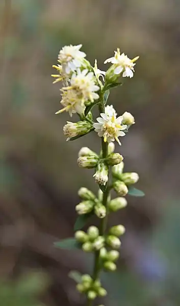 Photo of Solidago bicolor - Solidago bicolor:Charles Wohlers