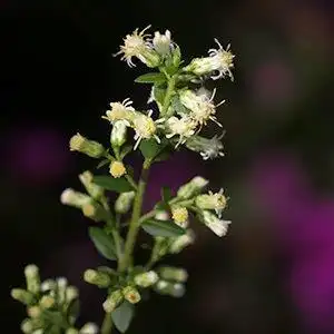 Photo of Solidago bicolor - Solidago bicolor:Debbie Roos
