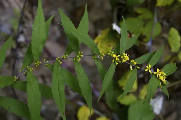Foto de Solidago caesia (Solidago caesias)