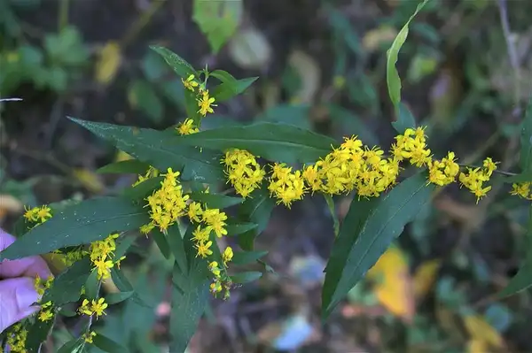 Foto de Solidago caesia (Solidago caesias)