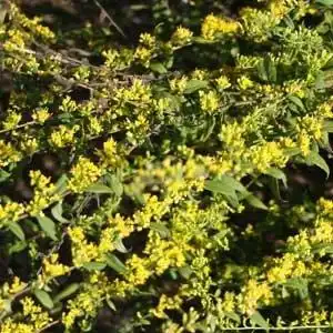 Foto de Solidago caesia - Growth habit:Debbie Roos