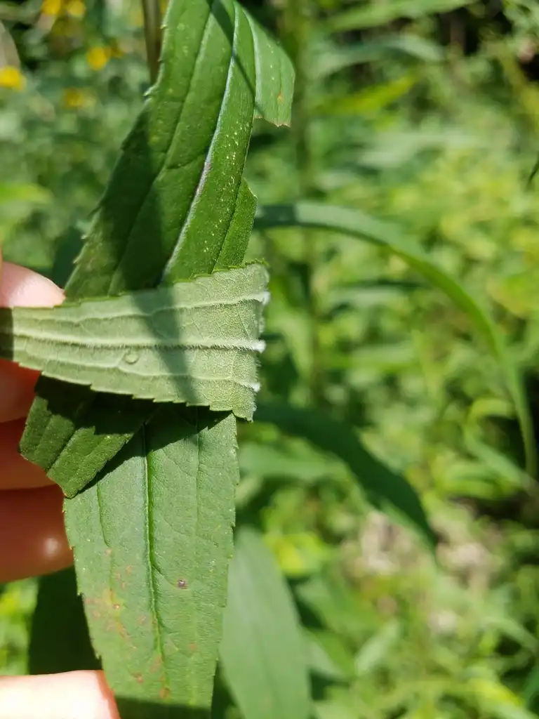 Photo of Solidago canadensis (Solidago canadensiss)