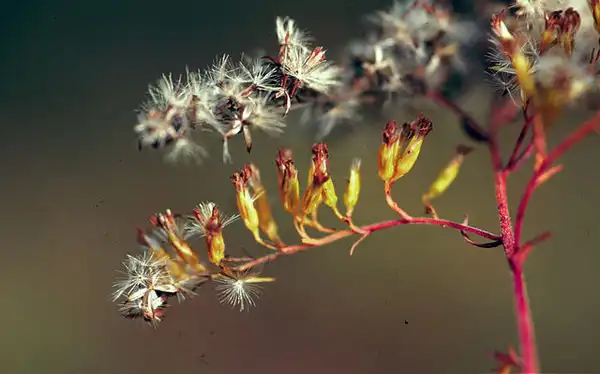 Фото Solidago chilensis (Solidago chilensiss)