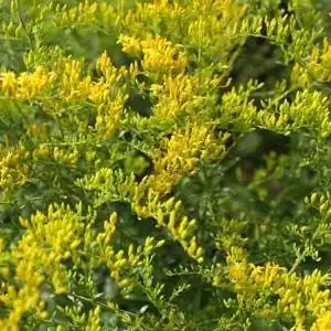 Фото Solidago chilensis (Solidago chilensiss)