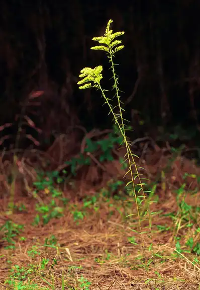 Фото Solidago chilensis - :James H. Miller & Ted Bodner, Southern Weed Science Society, Bugwood.org