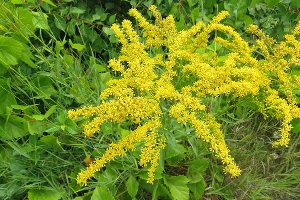 Foto de Solidago juncea (Solidago junceas)