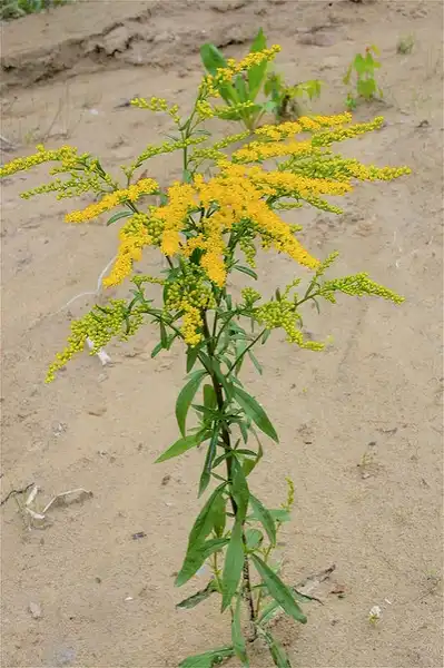 Foto de Solidago juncea (Solidago junceas)