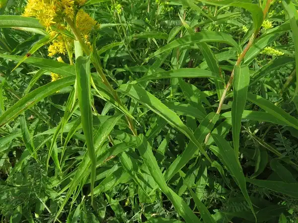 Foto de Solidago juncea - :Kerry Woods