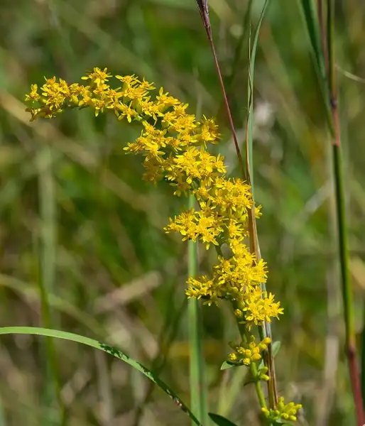 Photo of Solidago nemoralis (Solidago nemoraliss)