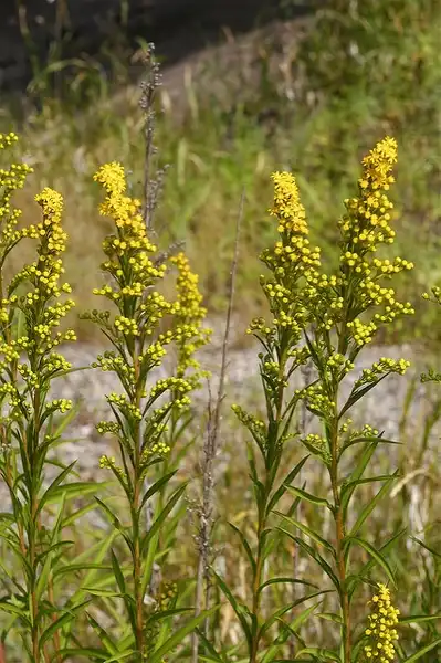 Photo of Solidago nemoralis (Solidago nemoraliss)
