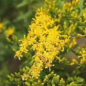Foto de Solidago pinetorum (Solidago pinetorums)