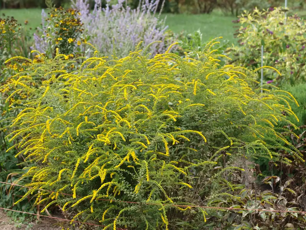 Photo of Solidago rugosa 'Fireworks' (Solidago rugosa 'Fireworks's)