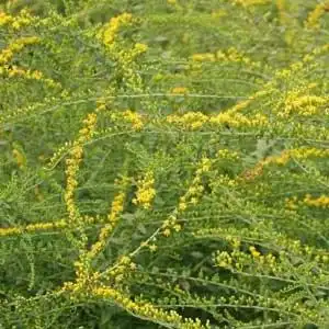 Photo of Solidago rugosa 'Fireworks' (Solidago rugosa 'Fireworks's)