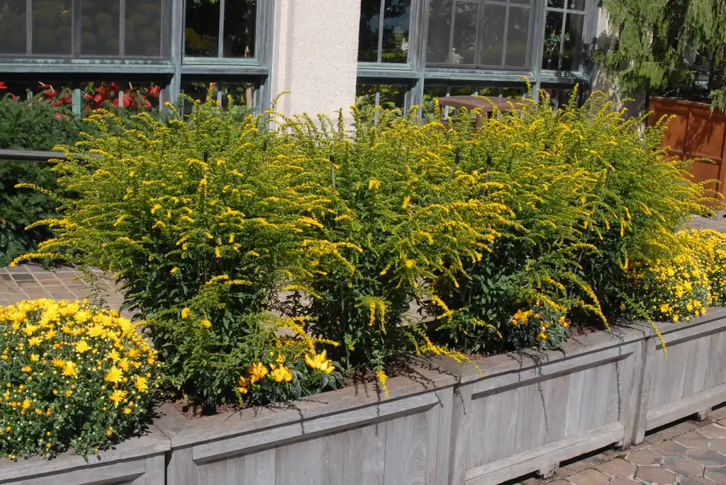 Photo of Solidago rugosa 'Fireworks' - Flower Form:Jim Robbins