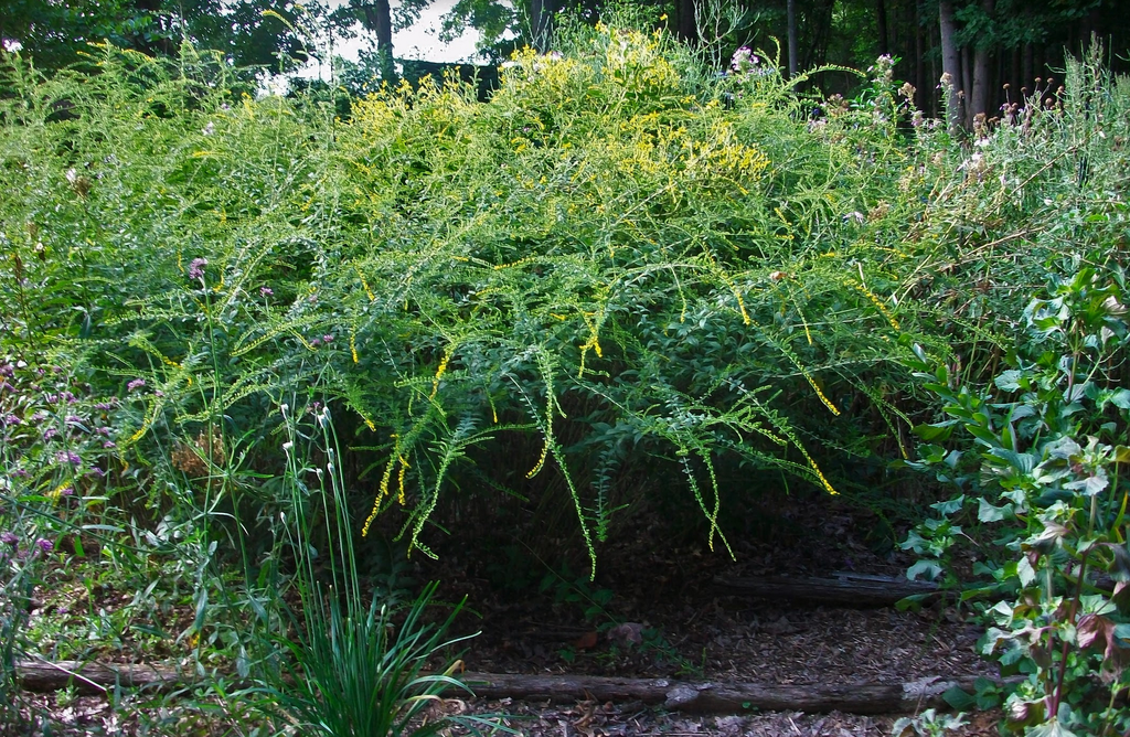 Photo of Solidago rugosa 'Fireworks' - Blooms (Iredell County,NC)-Late Summer Summer:Eva Munday