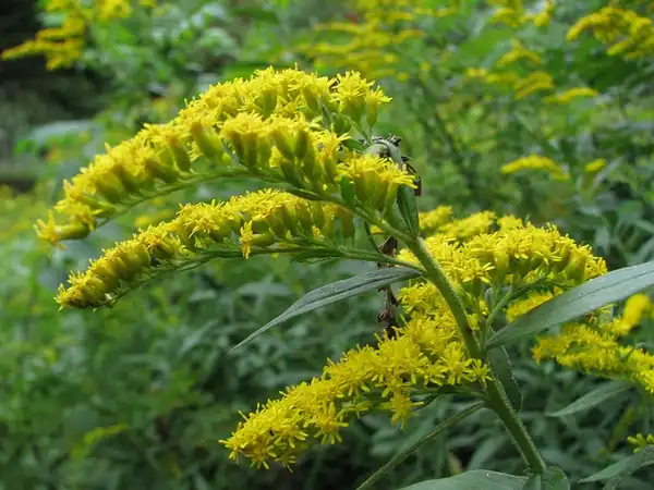 Фото Solidago rugosa (Solidago rugosas)