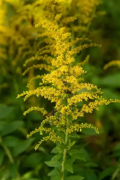Фото Solidago rugosa (Solidago rugosas)
