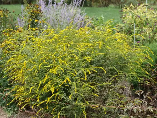 Фото Solidago rugosa - :F. D Richards