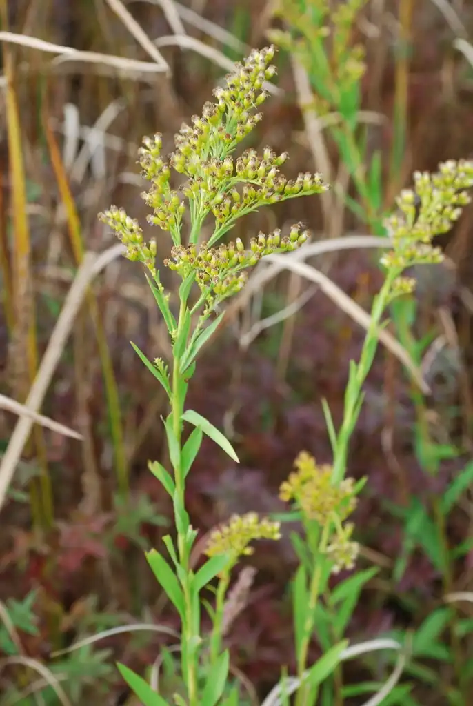 Photo of Solidago sempervirens (Solidago sempervirenss)