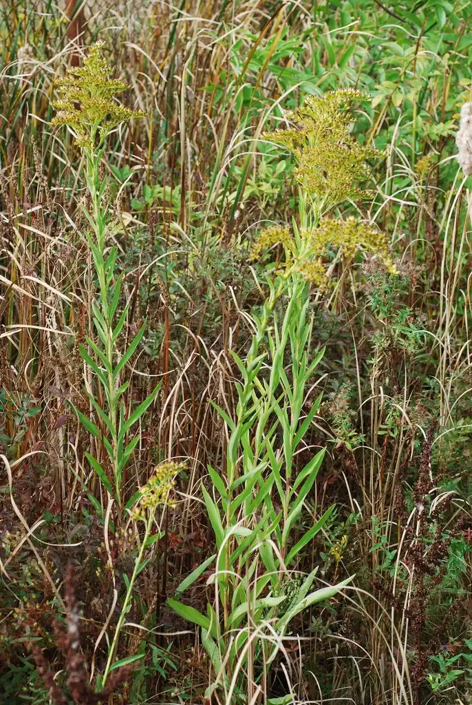 Photo of Solidago sempervirens (Solidago sempervirenss)