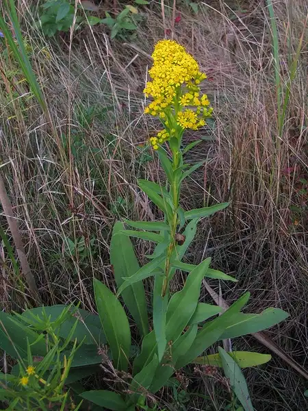 Photo of Solidago sempervirens - :Katja Schulz