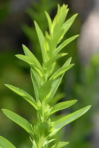 Photo of Solidago sempervirens - :Sam Fraser-Smith