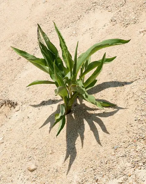 Photo of Solidago sempervirens - :Plant Image Library