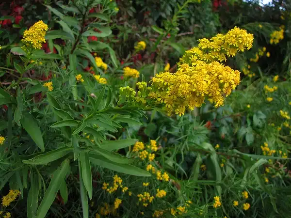 Photo of Solidago sempervirens - :Katja-Schulz