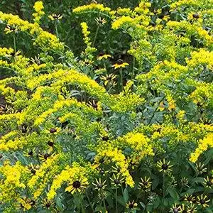 Foto de Solidago shortii (Solidago shortiis)