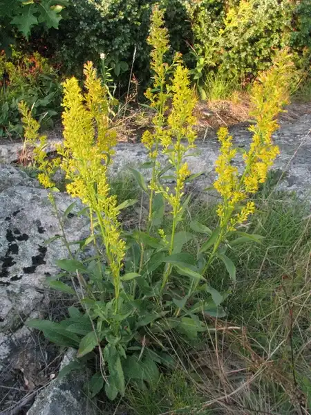 Фото Solidago speciosa (Solidago speciosas)