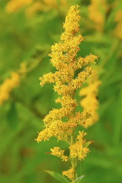 Фото Solidago speciosa (Solidago speciosas)