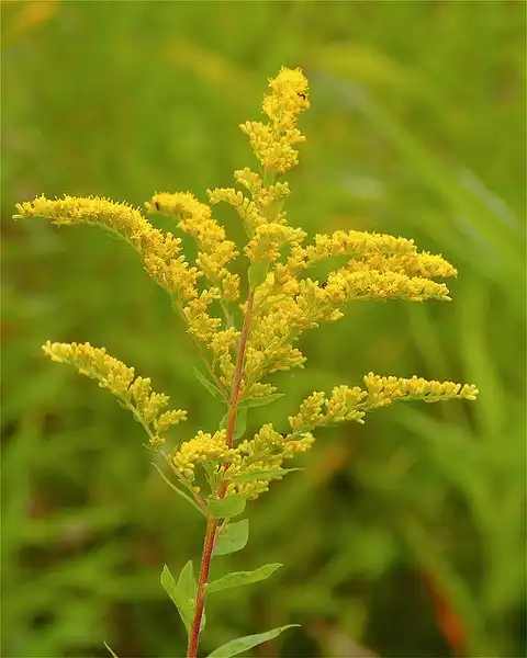 Фото Solidago speciosa - Flowers:Dan Mullen