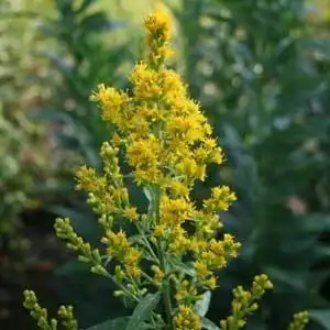 Фото Solidago speciosa - Solidago speciosa:Debbie Roos