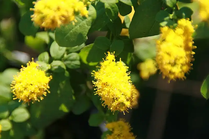 Photo of Solidago sphacelata (Solidago sphacelatas)