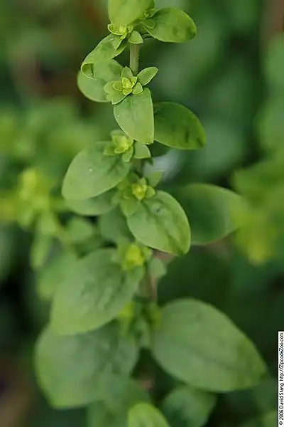 Photo of Solidago sphacelata (Solidago sphacelatas)