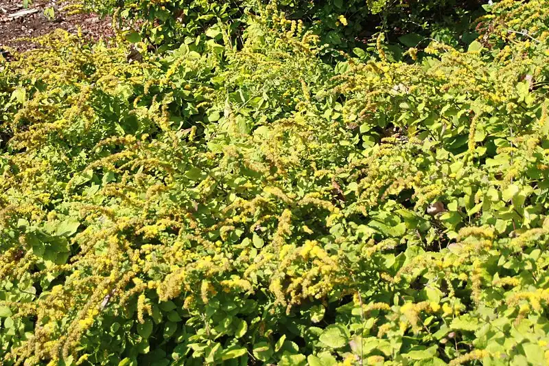 Photo of Solidago sphacelata - 'Golden Fleece' Form:David J. Stang