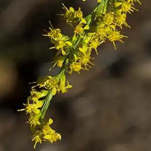 Foto de Solidago stricta (Solidago strictas)